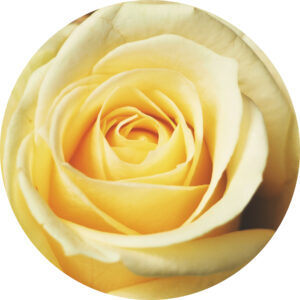 yellow rose